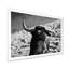 Portrait monochrome d'un taureau espagnol II - photographie sur toile-60162336-60162339