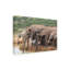 Art sur toile éléphant, Bob Bob Langrish-104137094