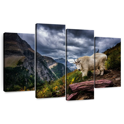 Rocky Mountain Goat