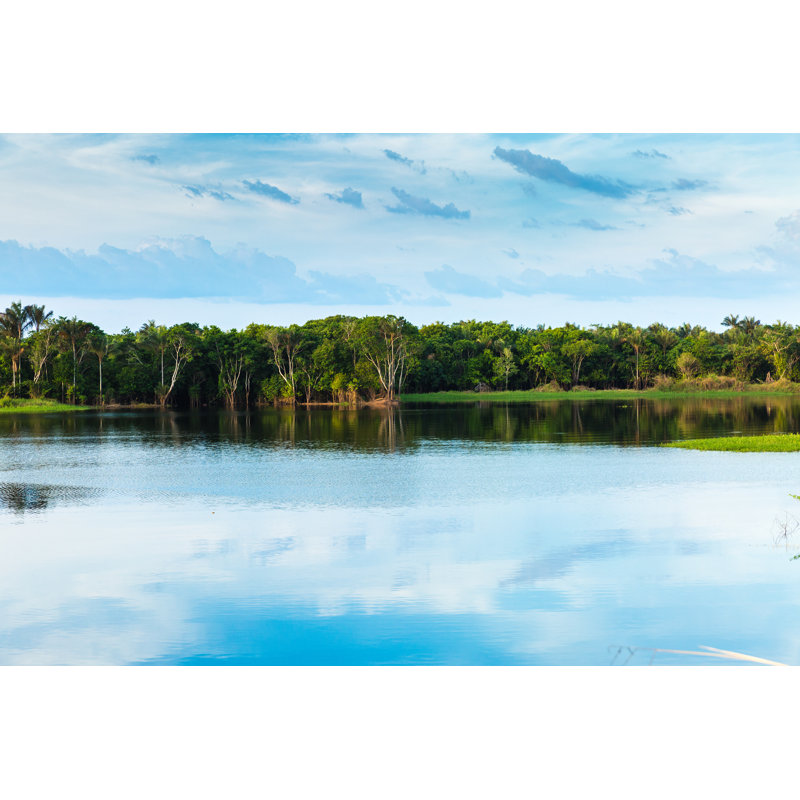 Zone humide d'Amazonie au Brésil par Filipefrazao, H 12 po x l 18 po