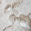 Perle, beige, poisson doré, écailles de poisson, plâtre, papier peint à branches florales