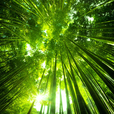 Asian Bamboo Forest by Nikada - Wrapped Canvas Print