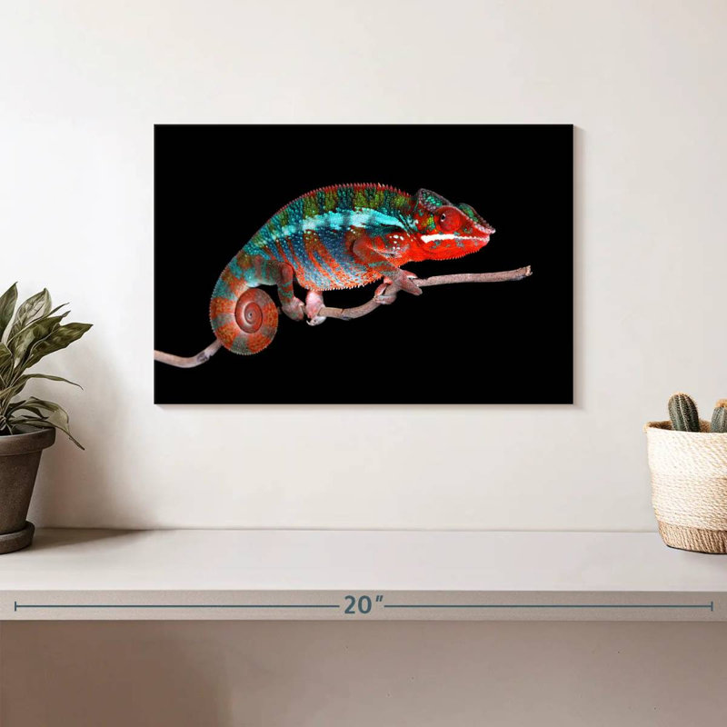 Caméléon panthère mâle, H 8 po x l 12 po