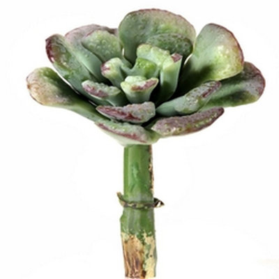 Succulent Arrangement
