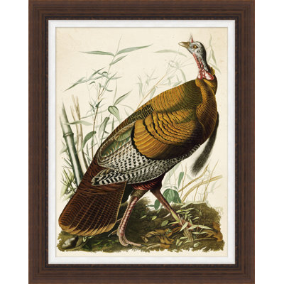 Audubon's Turkey Painting