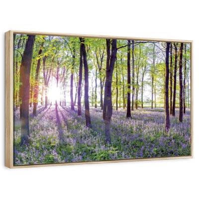 Bluebells and sunrise