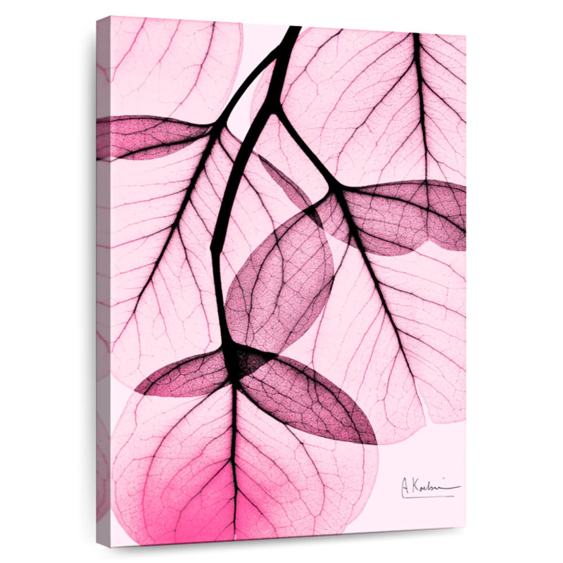 Eucalyptus rose Harnek II, H 39 po x l 26 po