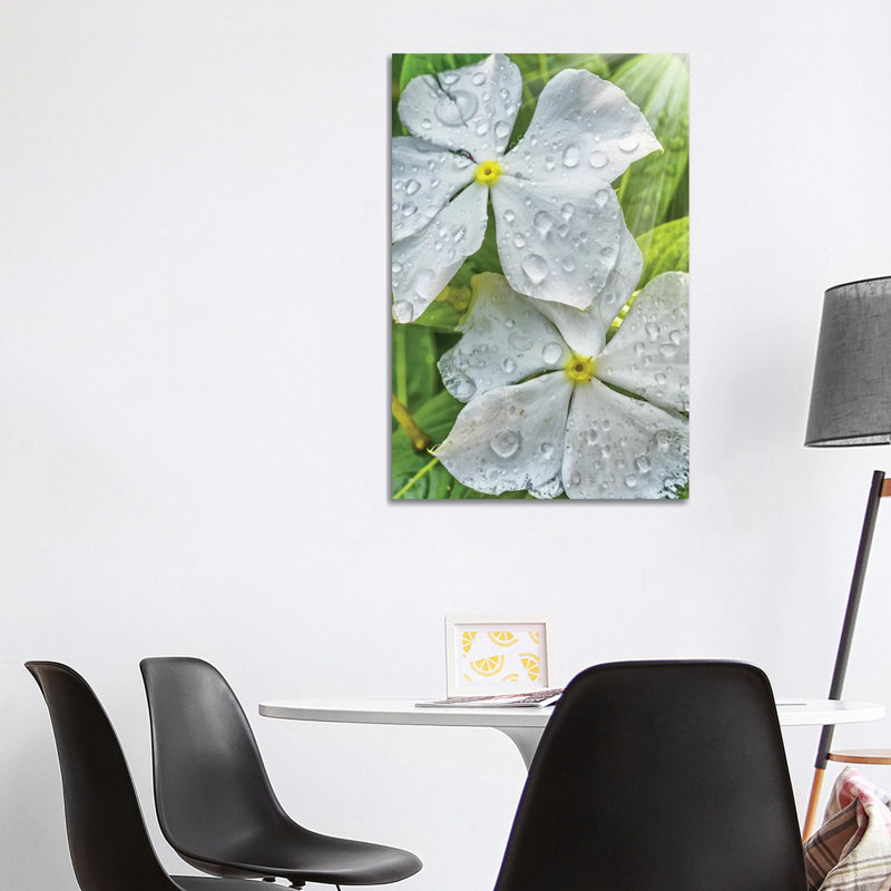 Water Drops on a White Flower 1 Piece Wrapped Canvas Wall Art, 101.6cm H x 66.04cm W x 1.905cm D