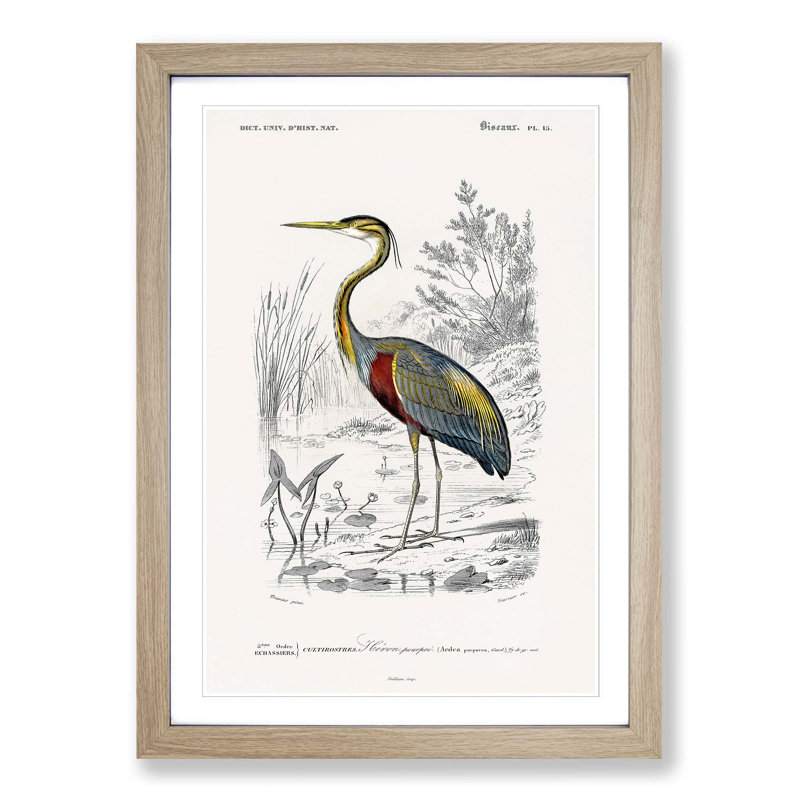 Heron by Charles D'Orbigny - Picture Frame Painting Print, Oak Framed, 48cm H x 36cm W x 2cm D