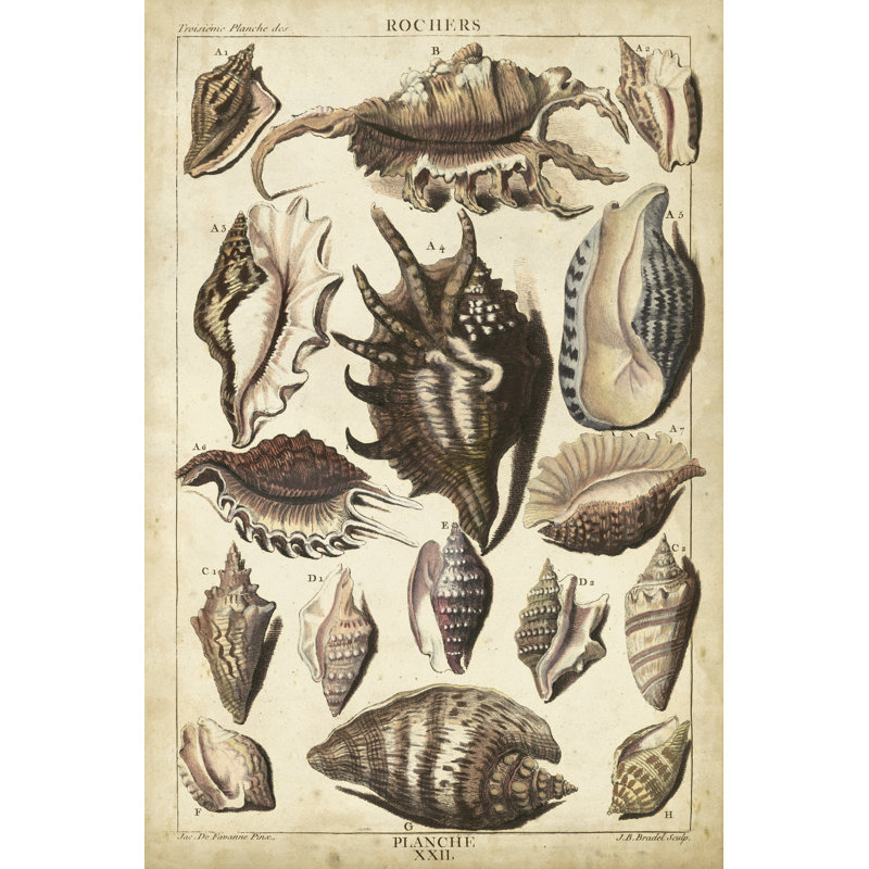 Spider Conch Shells, 46cm H x 30cm W x 3.8cm D