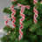 9'' Food & Beverage Holiday Shaped Ornament