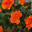 Rose Arrangement in Pot-1192280760