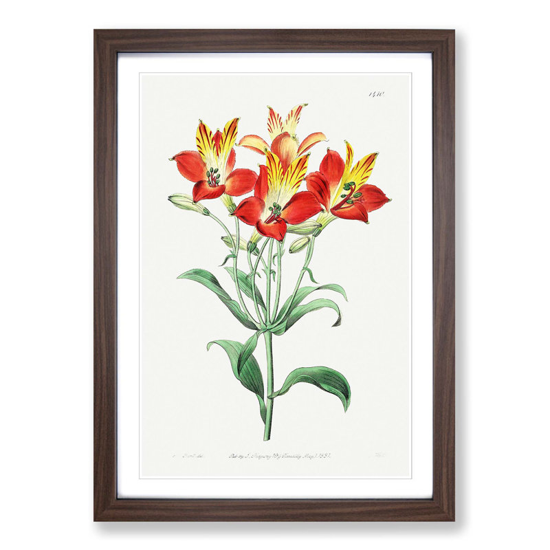 Red Peruvian Lily Flowers - Picture Frame Painting Print, 36cm H x 27cm W x 2cm D, Walnut Framed