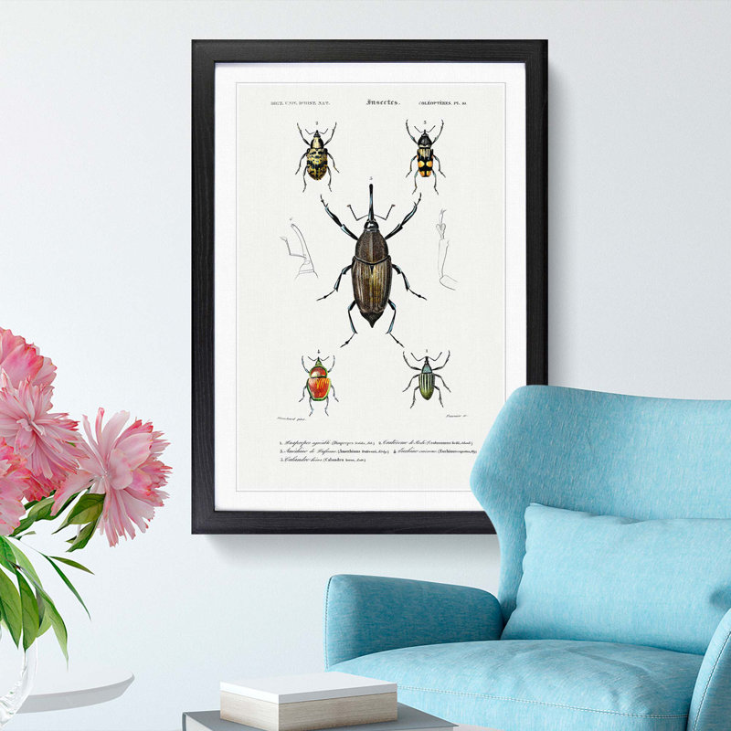 Weevil Beetle Illustrations by Charles D'Orbigny - Picture Frame Painting Print, 48cm H x 36cm W x 2cm D, Black Framed