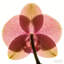 Arrangement floral artificiel