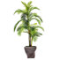 Panama en pot