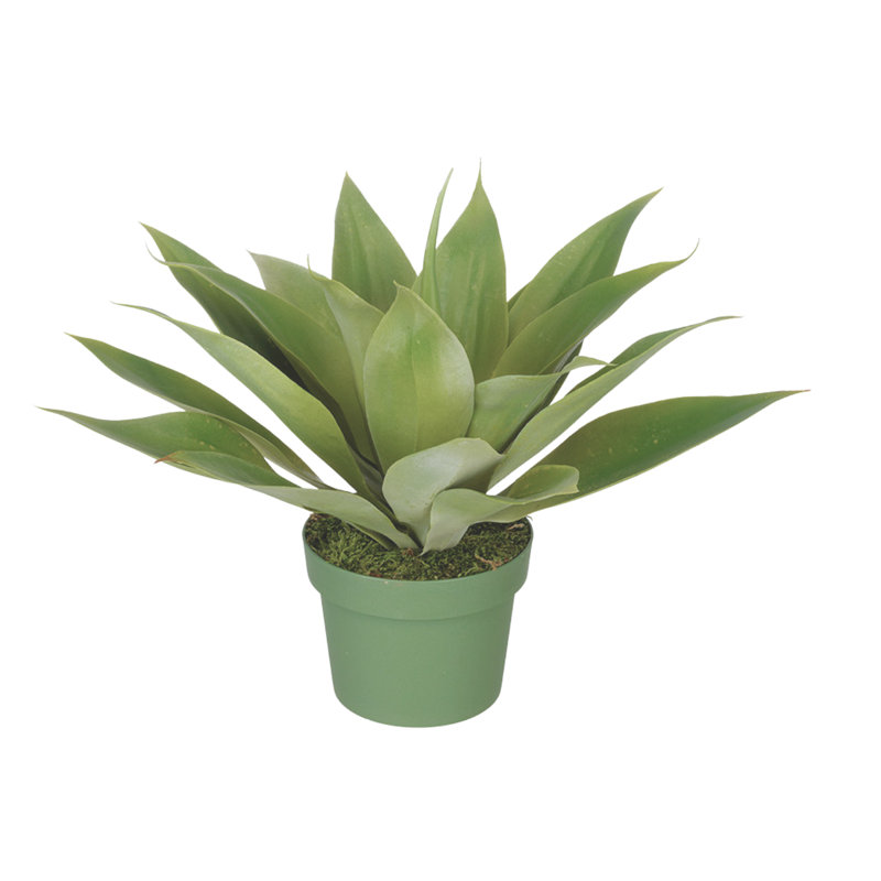 Plante grasse artificielle en pot, H 13 po x l 16 po x P 16 po