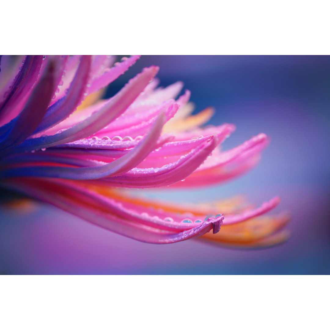 Chrysanthemenblüte - Fotografie auf Leinwand