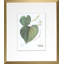 Antique American Linden Print by Linden