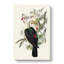 White Headed Fruit Pigeons by Elizabeth Gould - Wrapped Canvas-55305233