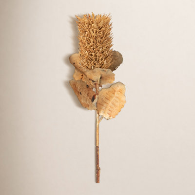 23" Buff Brown Preserved Cirsium; Brown