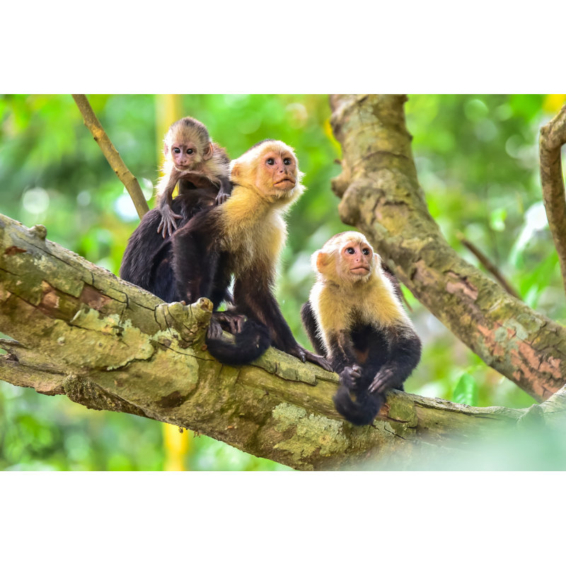Capuchin Monkeys On Branch - Wrapped Canvas Print, 30cm H x 46cm W x 3.8cm D