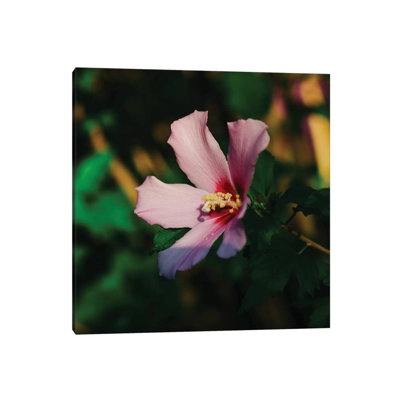 Charleston Blooms VI by Bethany Young - Print on Canvas, Wrapped Canvas, 30.48cm H x 30.48cm W x 1.91cm D