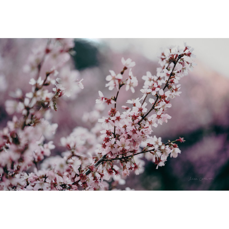 Fleur de cerisier, H 12 po x l 18 po, Non, Cadre photo noyer
