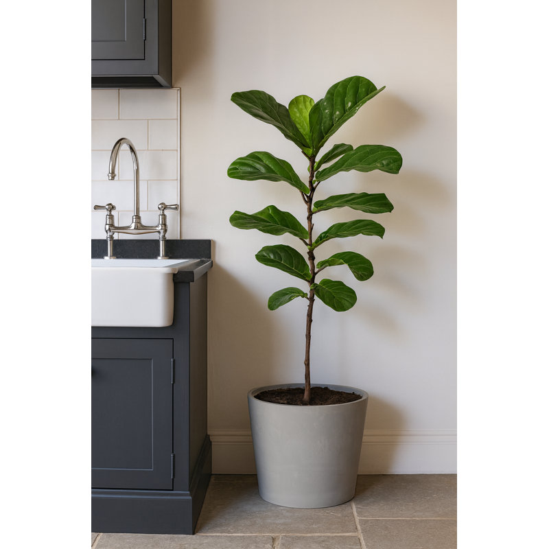 Robin Round Bucket Planter, Contemporary Concrete Effect, Round Indoor and Outdoor Plant Pot with Drainage Hole, White