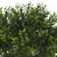 Outdoor UV-Rated Boxwood in Fiberstone Pot