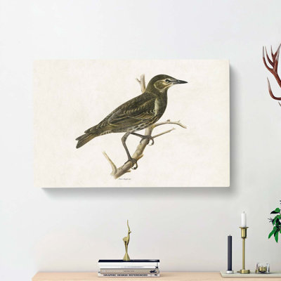Starling by Von Wright - Wrapped Canvas