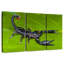 Scorpion de forêt-824518445