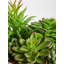 36cm Faux Succulent Plant in Stone Planter
