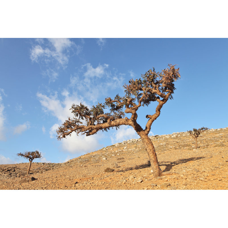 Frankincense Tree par Zanskar - photographie sur toile tendue, H 8 po x l 12 po