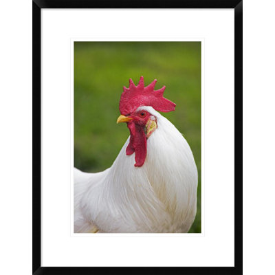 " Domestic Chicken, White Leghorn, Cockerel, Close-Up Of Head And Neck, France "