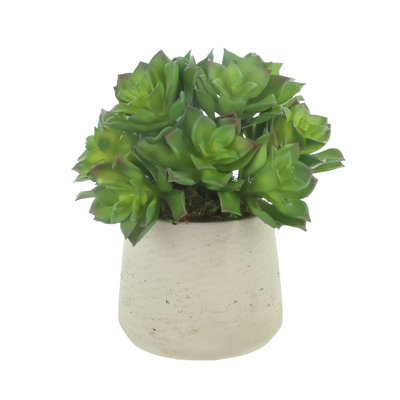 Echeveria et mousse dans un pot en fibre de pierre