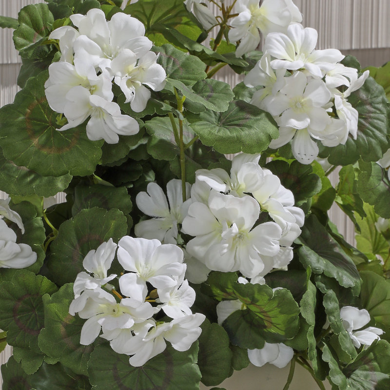 Plante géranium 27 po, Blanc