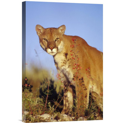 Mountain Lion Or Cougar Portrait - Photograph on Canvas