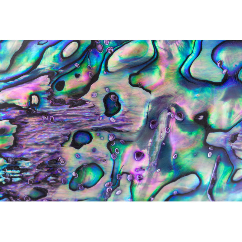 «Abalone Pearl Shell», impression sur toile tendue, H 8 po x l 12 po