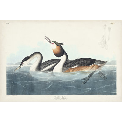 Pl 292 Crested Grebe