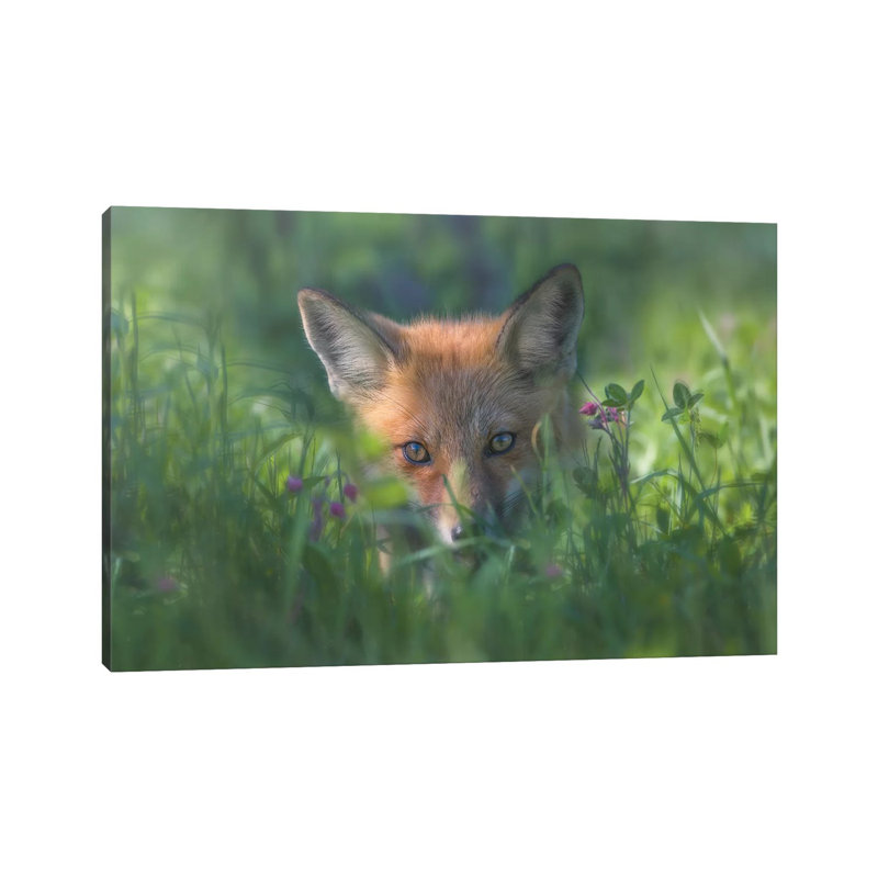Red Fox by Larry Deng - Wrapped Canvas Print, 20.32 cm H x 30.48 cm W