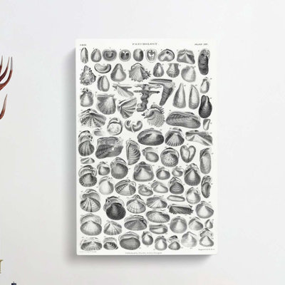 Study Of Mollusc Shells XXI by Oliver Goldsmith - Wrapped Canvas Print