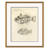 Odd Fish Giclee Print by Marcel Bourgeois