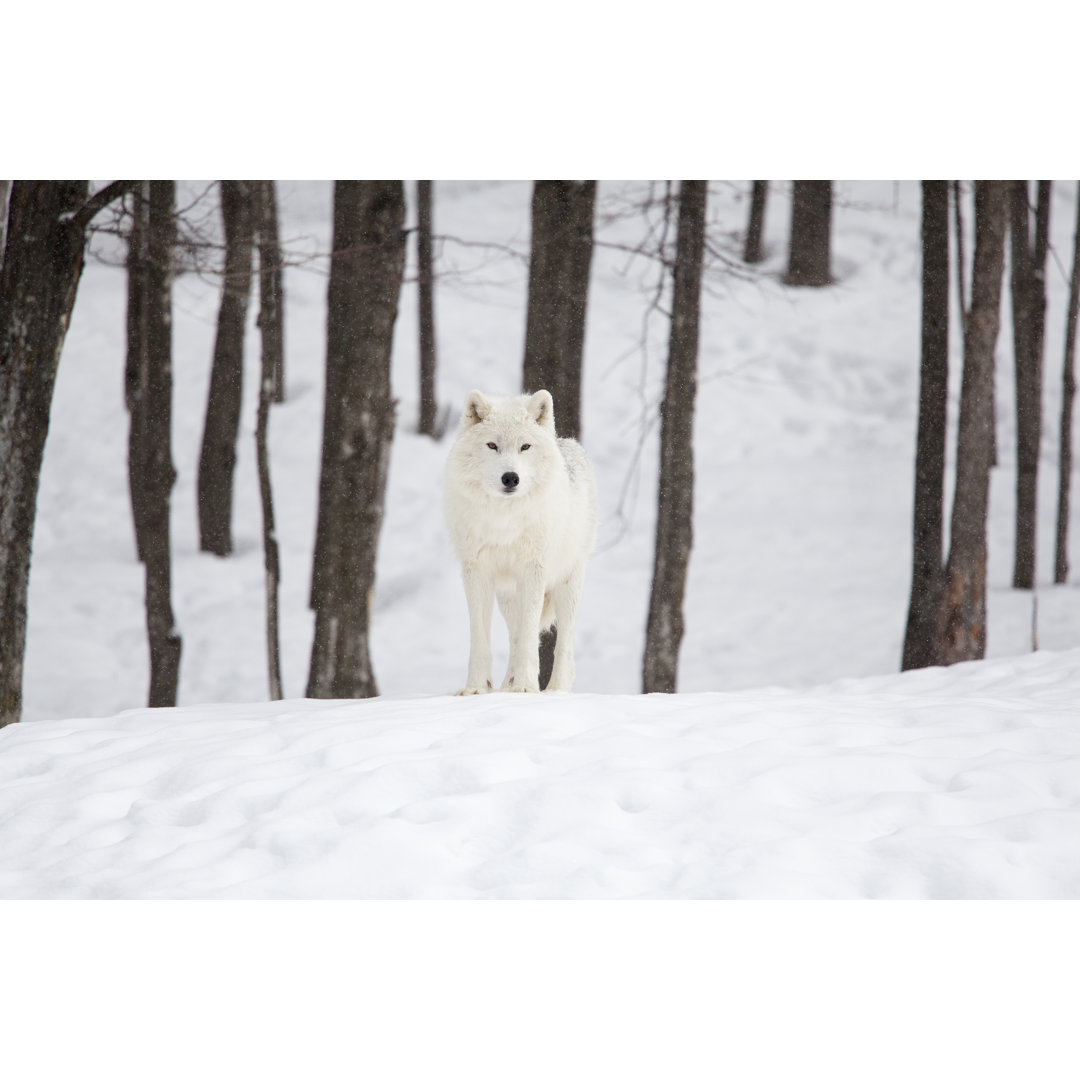 Arktischer Wolf an einem Wintertag von Aleroy4 - Kunstdrucke auf Leinwand ohne Rahmen