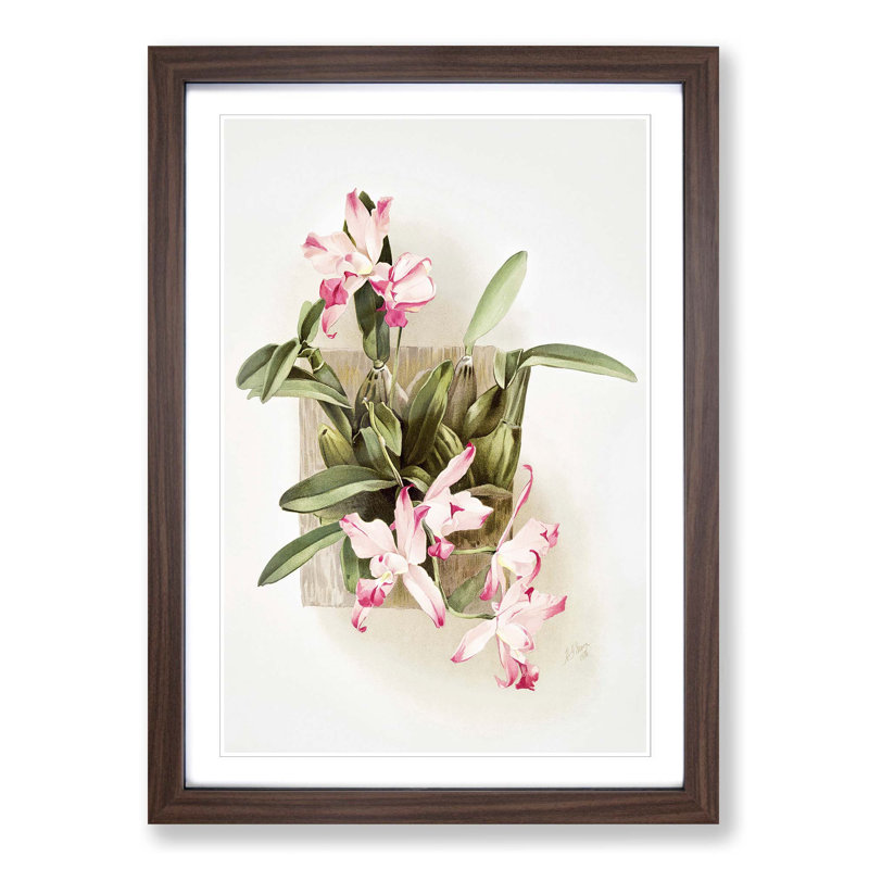 Magnolia Flowers Illustration Tab. 10 by Frederick Sander - Picture Frame Painting Print, Walnut, 60cm H x 40cm W x 2cm D