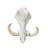 Satnosh Real Warthog Skull - Real Animal Skull (Polished)