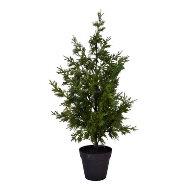 Plante cypress en pot leyland