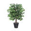 Ficus naturel en pot dans un panier