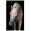 Pasha' Framed Photographic Print on Canvas
