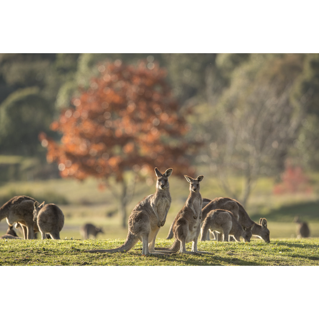 Mob Of Kangaroos von Kolbz - Druck ohne Rahmen auf Leinwand